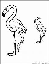 Flamingo Coloring Pages Kids Baby Fun Popular Library Books Coloringhome sketch template
