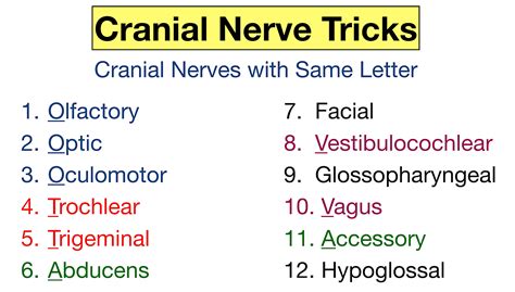 cranial nerves mnemonic function labeled names  order definition