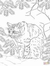 Wildcat Gato Designlooter Supercoloring Tablets Tabby Montes sketch template