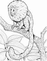 Tamarin Coloring Clipart Monkey Pages Lion Golden Drawings 2131 32kb Clipground sketch template