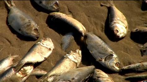 thousands  dead fish wash ashore  south carolina    week huffpost
