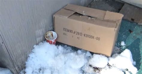 She Heard Cries Coming From This Abandoned Box What She Found Inside