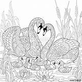 Zentangle Swan sketch template