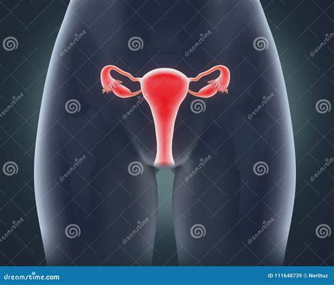 anatomia dellapparato genitale femminile illustrazione  stock illustrazione  fertilita
