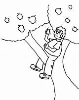 Tree Coloring Boy Climbing Apple Eating Kids Kidsplaycolor Pages 54kb Color sketch template