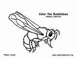 Coloring Bumblebee Sponsors Wonderful Support Please Bumblebees sketch template