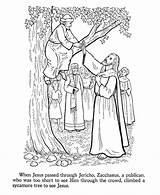Zacchaeus Tree Coloringhome Climbs Teaches Sycamore Kunjungi Disimpan sketch template