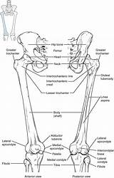Anatomy Lower Bones Limb Leg Femur Knee Human Patella Physiology Bone Thigh Bony Tibia Joint Muscles Figure Diagram Extremity Skeleton sketch template