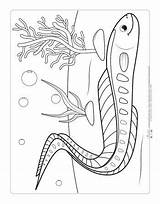 Coloring Pages Ocean Animals Kids Eel Itsybitsyfun 선택 보드 sketch template