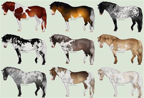 paint horse color patterns   goodimgco