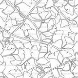 Leaves Ginkgo Spoonflower Branches Outlines Coloring Back sketch template