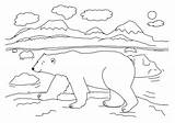 Mewarnai Beruang Arctic Orso Binatang Bestcoloringpagesforkids Belajar Polare Lucu Everfreecoloring Coloringpagesfortoddlers sketch template