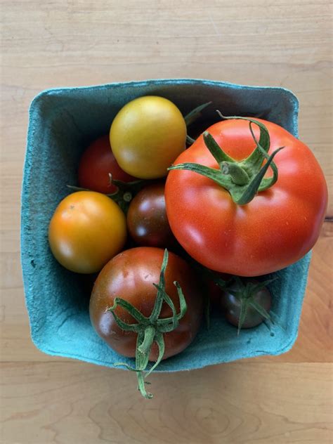 heirloom tomatoes clearwater farm