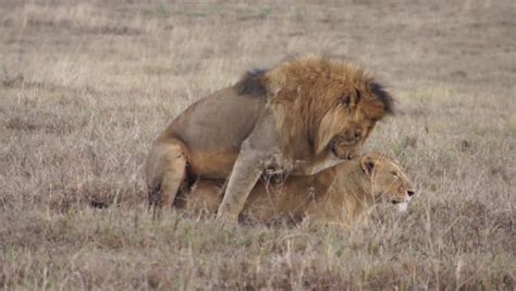 Lions Mating Stock Footage Video 1422559 Shutterstock