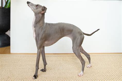 italian greyhound dog breed characteristics care