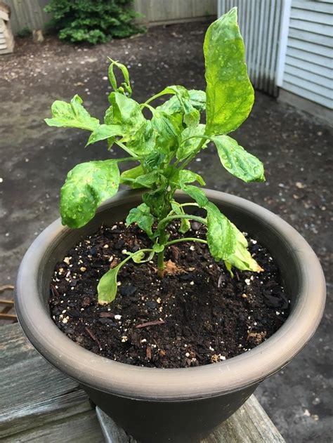 pepper plant growing