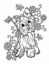 Coloring Yorkie Cindy Elsharouni Kolorowanka Druku Bulldog Chihuahua Animais Drukowanka Terier Weekender Pokoloruj 17th sketch template