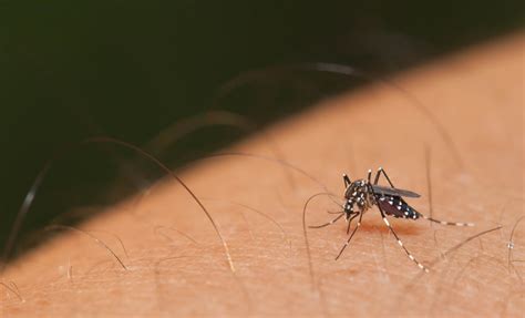 zika virus chicago health