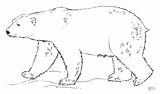 Coloring Polar Bear Pages Walking Printable Drawing sketch template