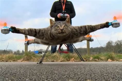Dead Cat Turned Into Helicopter By Dutch Artist Daily Star