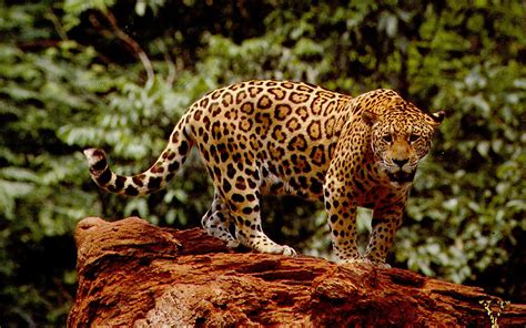 jaguar wallpaper animal wallpapersafari