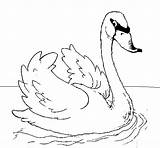 Swan Coloring Water Armands Colored Coloringcrew sketch template