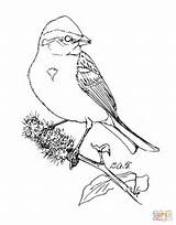 Sparrow Coloring Drawing American Tree Pages Moon Bird Man Printable Getdrawings Sparrows Categories sketch template