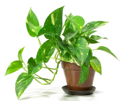 potted plants  easy  care   pictures