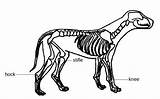 Anatomy Coloring Veterinary Book Animal Wikimedia Loving Teens sketch template