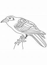 Coloring Crow Pages Bird Kids Indian Cuckoo Cuckoos Coloringbay sketch template