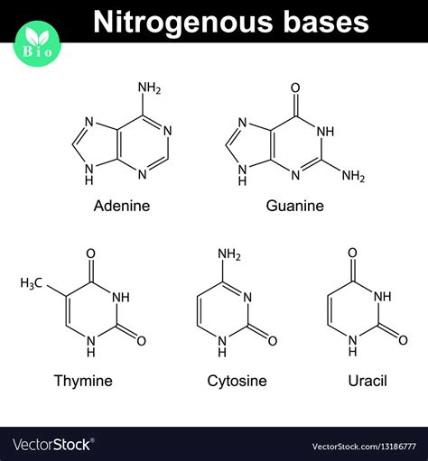nitrogenous bases molecular structures royalty  vector