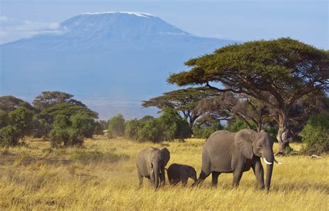 kenia reisen im september und oktober safari und baden  kenia