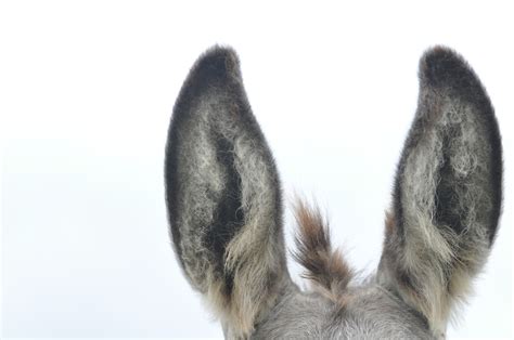 donkey ears  photo  flickriver