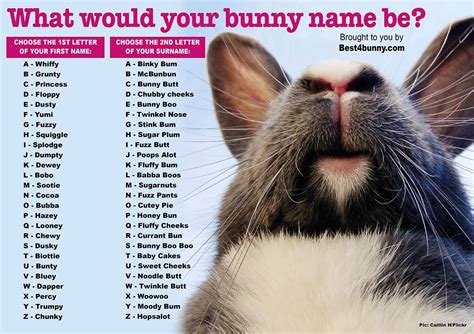 bestbunny rabbit care advice pet bunny bunny names bunny