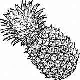 Wecoloringpage Pineapple sketch template