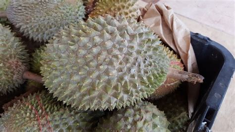 Malaysia Is Now Investigating If Durians Can Improve Your Sex Life
