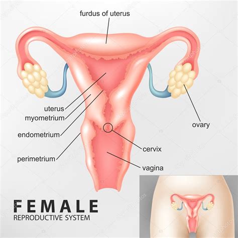 Female Reproductive System Diagram Labeled Front View