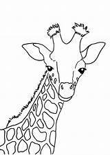 Colorare Giraffa Disegno Pianetabambini Potrete Desiderata Stamparla Oppure Ingrandita Diretta Salvarla Maniera Scaricarla Vostro sketch template