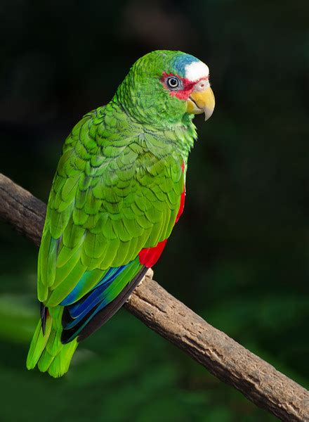 white fronted amazon parrots wiki