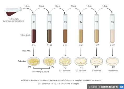serial dilution method  estimating viable count  bacteria