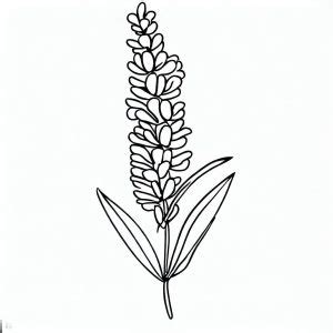 lavender flower coloring pages coloring  kids smart creative