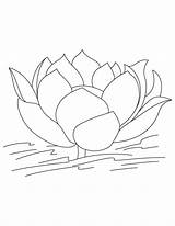 Lotus Coloring Flower Pages Popular sketch template