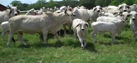 ongole breed  death throes due  fodder scarcity