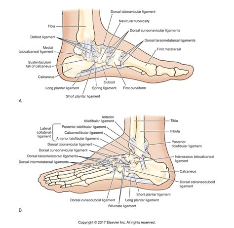ligament   ankle joint lateral fibulotalocalcaneal ligament