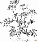 Marigold Coloring Pages Marigolds Flower Flowers Printable Tattoo Drawing Supercoloring Version Click Drawings Color Outlines Online цветы Illustration Embroidery Calendula sketch template
