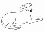 Whippet Clipart Greyhound Clip Outline Dog Line Template Coloring Drawings Digital Sketch Cliparts Greyhounds Pages Italian Thewhippet Library Head Choose sketch template