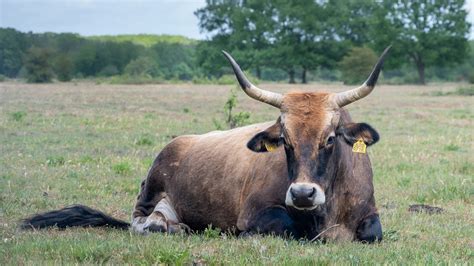 aurochs  rewilding britain