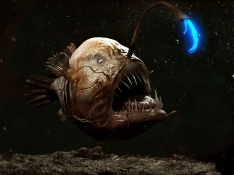 deep sea creatures     mysterious ocean animals