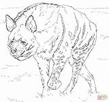 Hyena Coloring Pages Striped Spotted Print Super Paint Printable Savannah Getcolorings Walking African Animals Colorings Drawing Template Realistic Supercoloring Categories sketch template