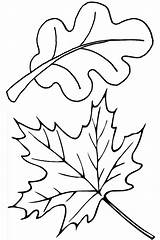 Leaves Coloring Pages Leaf Fall Autumn Oak Thanksgiving Maple Color Template Drawing Clip Printable Print Kids Colorluna Pile Herbst Kidsplaycolor sketch template